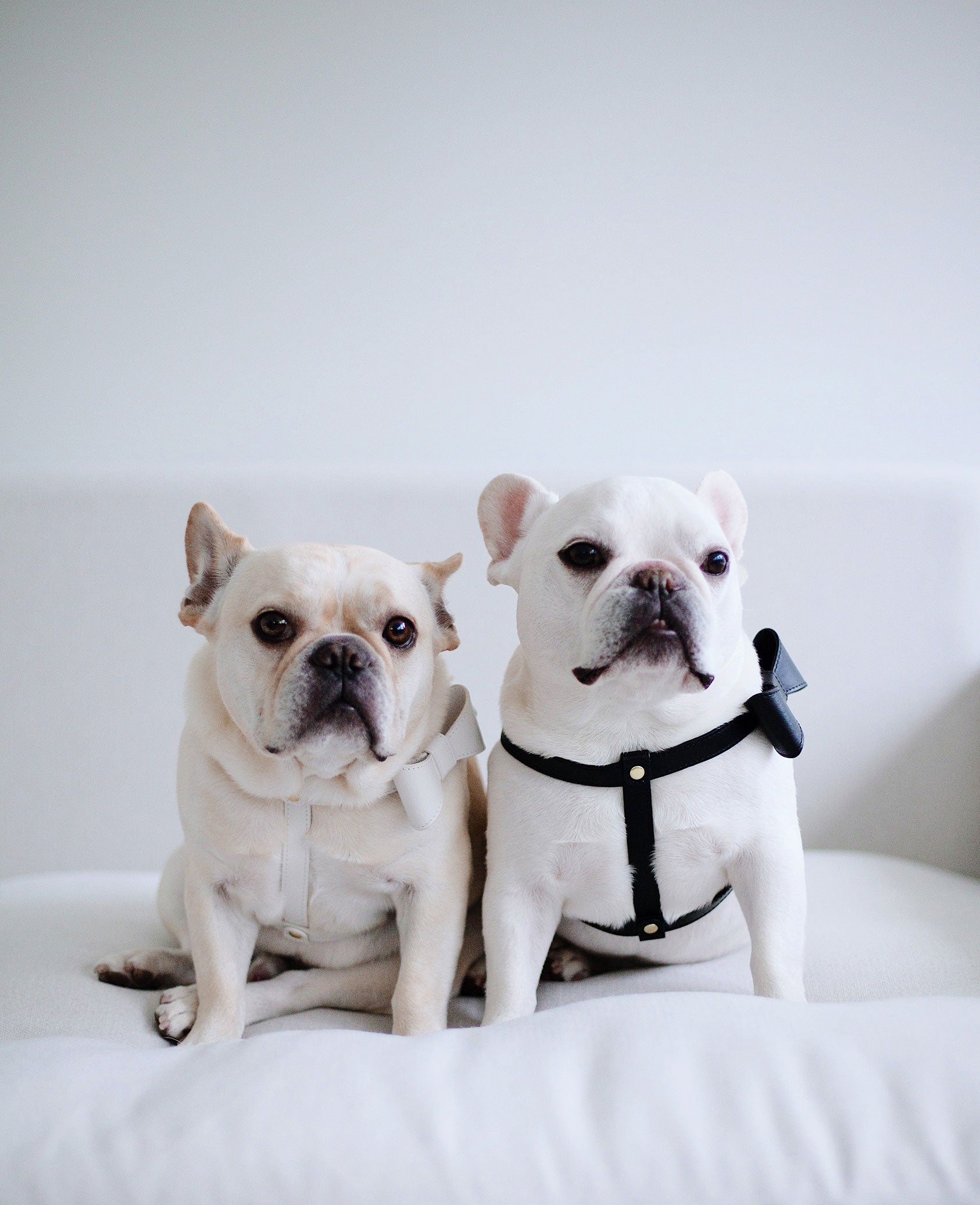 Leather Harness Two - Black or White